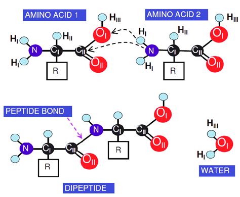 2 how are the amino acids similar to one another